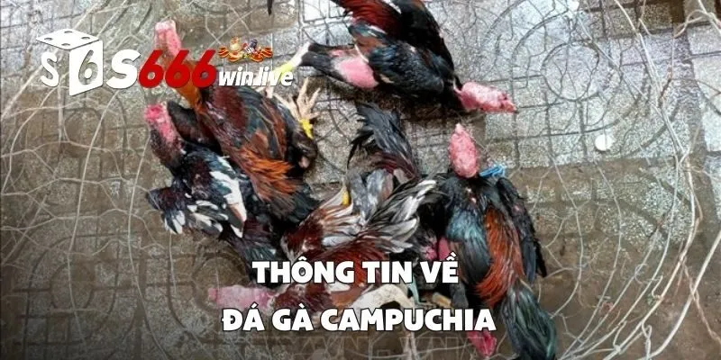 Thông tin về đá gà Campuchia